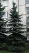      ( , Picea pungens 'Glauca') - 104