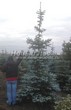 ������� ��������� ��� ������� ����� ����� (Picea pungens f. glauca) - 101