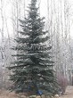 ������� ��������� ��� ������� ����� ����� (Picea pungens f. glauca) - 102