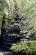 ������� ��������� ��� ������� ����� ����� (Picea pungens f. glauca) - 104