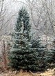 ������� ��������� ��� ������� ����� ����� (Picea pungens f. glauca) - 105