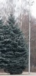 ������� ��������� ��� ������� (��� �������) ����� ������� (Picea pungens) - 101