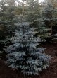 ������� ��������� ��� ������� (��� �������) ����� ������� (Picea pungens) - 102