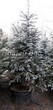 ������� ��������� ��� ������� (��� �������) ����� ������� (Picea pungens) - 103