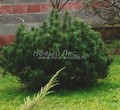 ����� ������ ������������� ���� (Pinus mugo var. mugo)