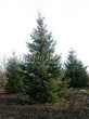 ������� ��������� ����������� ������� (Pseudotsuga menziesii) - 101