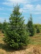 ������� ��������� ����������� ������� (Pseudotsuga menziesii) - 102