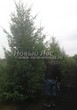 ������� ��������� ����������� ������� (Pseudotsuga menziesii) - 103