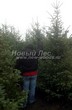 ������� ��������� ����������� ������� (Pseudotsuga menziesii) - 104