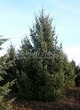 ������� ��������� ����������� ������� (Pseudotsuga menziesii) - 105