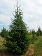 ������� ��������� ����������� ������� (Pseudotsuga menziesii) - 106