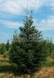 ������� ��������� ����������� ������� (Pseudotsuga menziesii) - 107