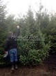 ������� ��������� ����������� ������� (Pseudotsuga menziesii) - 108