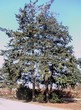 ������� ��������� ����������� ������� (Pseudotsuga menziesii) - 109