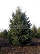 ������� ��������� ����������� ������� (Pseudotsuga menziesii) - 110
