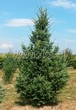 ������� ��������� ����������� ������� (Pseudotsuga menziesii) - 111