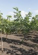 ���������� ��������� ���� ������������ (Juglans mandshurica) - 101