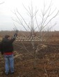���������� ��������� ���� ������������ (Juglans mandshurica) - 102