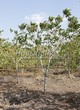 ���������� ��������� ���� ������������ (Juglans mandshurica) - 103