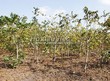 ���������� ��������� ���� ������������ (Juglans mandshurica) - 104