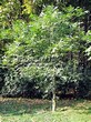���������� ��������� ���� ������� (Juglans regia) - 101