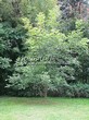 ���������� ��������� ���� ������� (Juglans regia) - 102