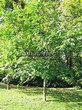 ���������� ��������� ���� ������� (Juglans regia) - 103