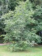 ���������� ��������� ���� ������� (Juglans regia) - 104
