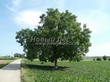 ���������� ��������� ���� ������� (Juglans regia) - 105