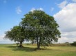 ���������� ��������� ���� ������� (Juglans regia) - 106