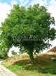 ���������� ��������� ���� ������� (Juglans regia) - 107