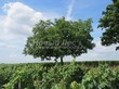 ���������� ��������� ���� ������� (Juglans regia) - 108