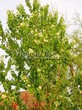 Лиственный крупномер Черемуха Маака (Prunus maackii) - 102