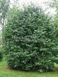 ���������� ��������� �������� ������������ (Prunus padus (Padus racemosa)) - 101
