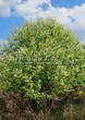 ���������� ��������� �������� ������������ (Prunus padus (Padus racemosa)) - 102