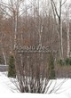 ���������� ��������� �������� ������������ (Prunus padus (Padus racemosa)) - 103
