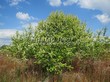���������� ��������� �������� ������������ (Prunus padus (Padus racemosa)) - 104