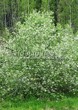 ���������� ��������� �������� ������������ (Prunus padus (Padus racemosa)) - 105