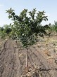     (Prunus virginiana (Padus virginiana)) - 105