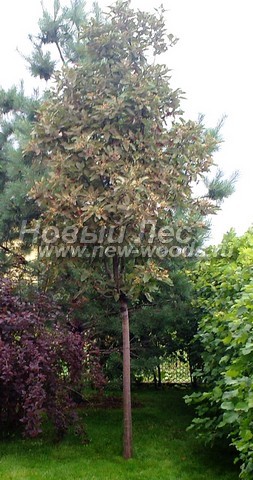 Лиственный крупномер Рябина тюрингская (тюрингенская) Фастигиата (Sorbus x thuringiaca 'Fastigiata')