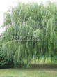 ���������� ��������� ��� ����� ������� (Salix alba 'Tristis') - 101