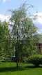 ���������� ��������� ��� ����� ������� (Salix alba 'Tristis') - 102