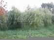 ���������� ��������� ��� ����� ������� (Salix alba 'Tristis') - 104