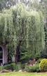 ���������� ��������� ��� ����� ������� (Salix alba 'Tristis') - 105