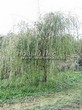 ���������� ��������� ��� ����� ������� (Salix alba 'Tristis') - 106