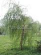 ���������� ��������� ��� ����� ������� (Salix alba 'Tristis') - 107