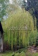 ���������� ��������� ��� ����� ������� (Salix alba 'Tristis') - 108