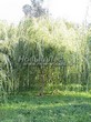 ���������� ��������� ��� ����� ������� (Salix alba 'Tristis') - 109