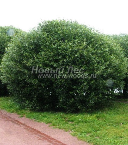 Лиственный крупномер Ива ломкая (Salix x fragilis)