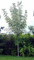     ( )  () (Acer platanoides 'Drummondii')